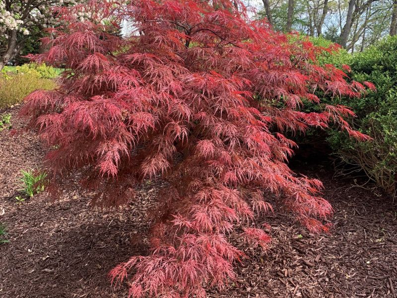 weeping Japanese maple 