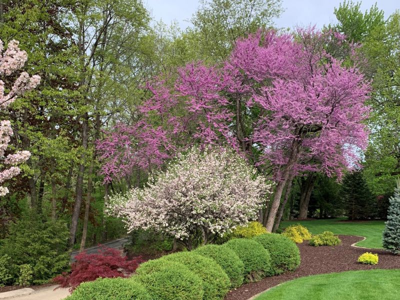 Shrubs and blooming trees 
