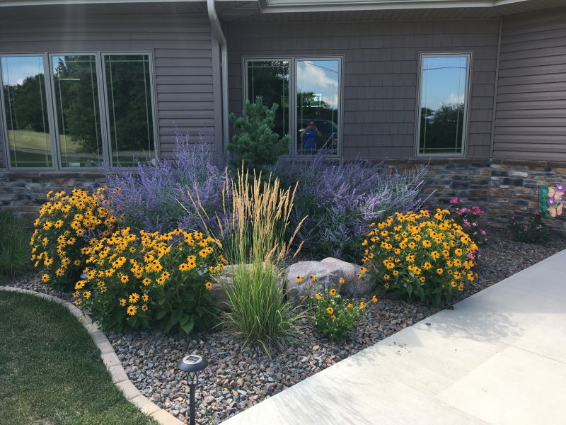 Reyburn plantings with yellow and purple flowers 